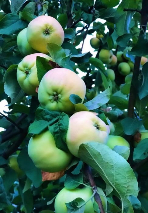 Продам дом в с. Тепличное