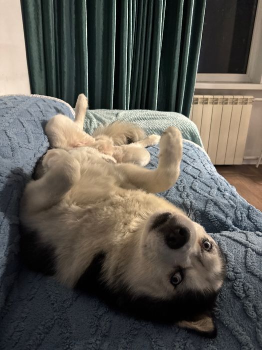Отдам хаски мальчик