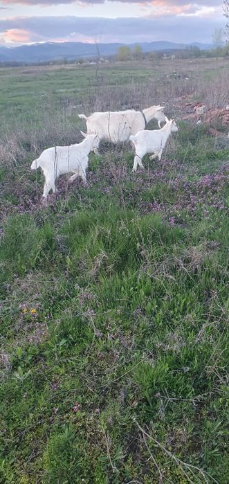 Disponibil 4 iezi saanen