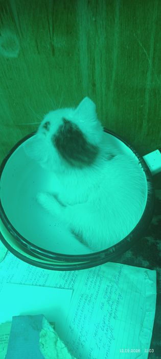 Отдам котенка мальчик