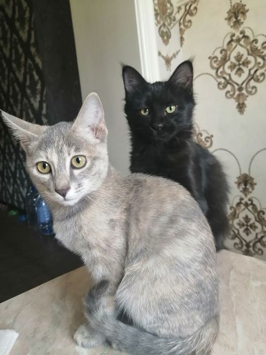 Отдам котят бесплатно