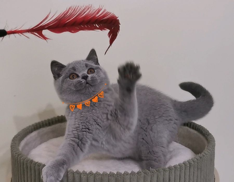 British shorthair cu pedigree