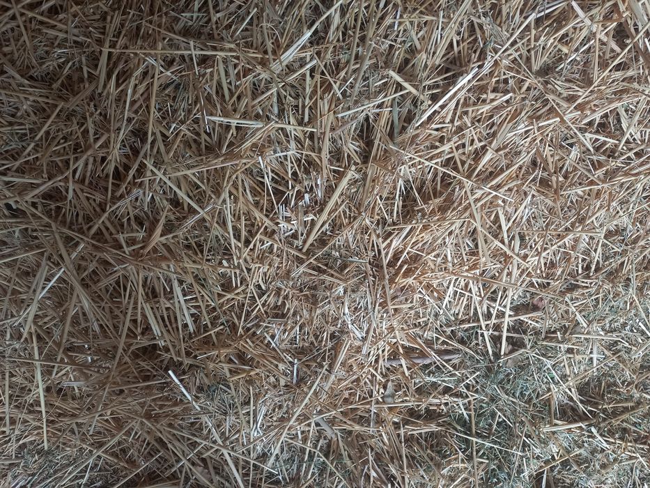 Сабан и жонышка Тассайда тур