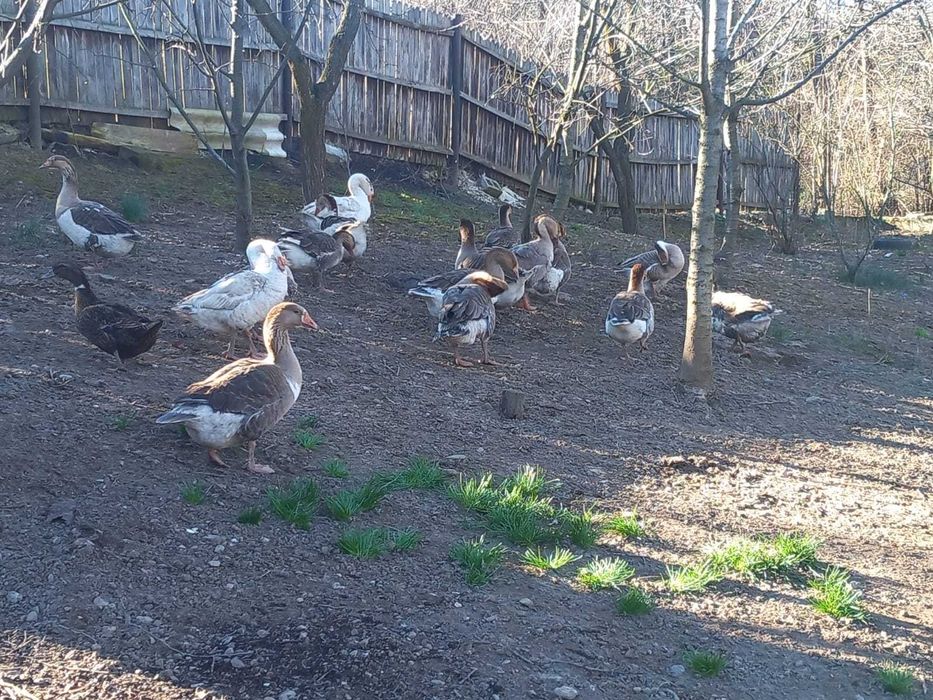 Vand gaste si oua pentru incubat