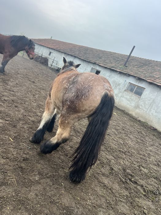 De vânzare mânză grea