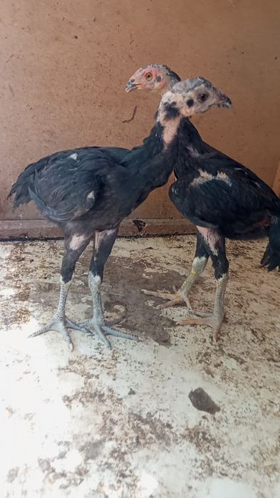 Kafolati bor kelishamz