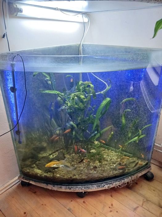 Vând acvariu, reducere de preţ