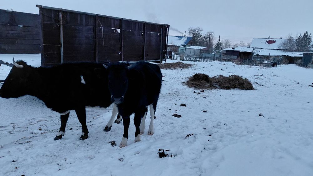 Продам годовалую телочку