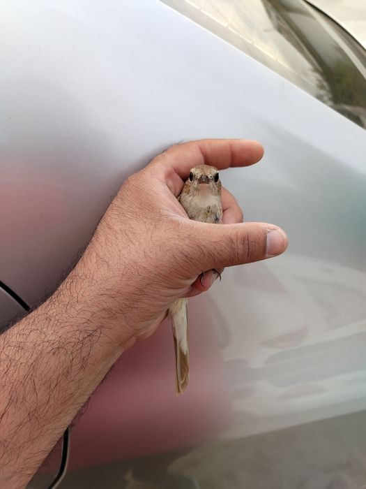 Xohiz bulbuli aprelda uwalgan quwla