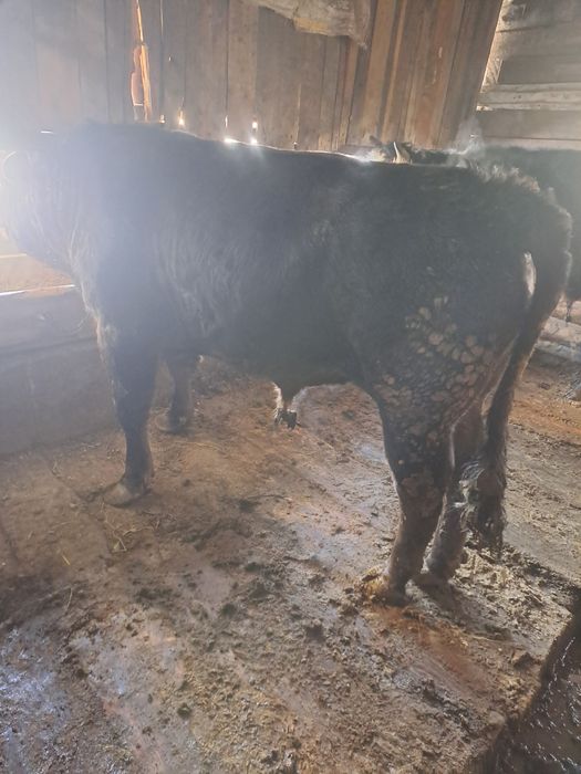 Продам быков откормленных