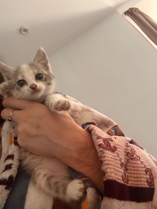 Отдам котенка в хорошие руки!