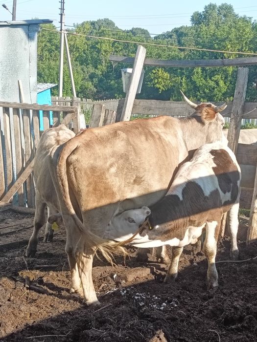 Продам коров и телят.