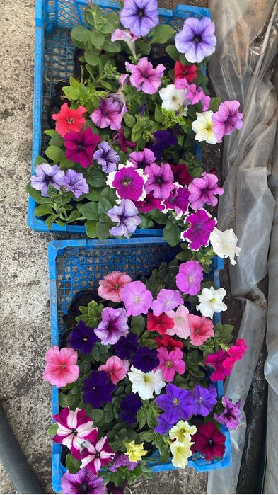 Цветы Петунии. Оптом и в розницу.