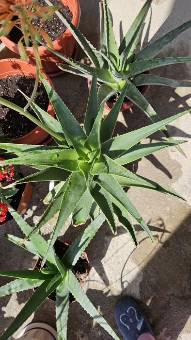 Цветы  для дома горшочках !!!