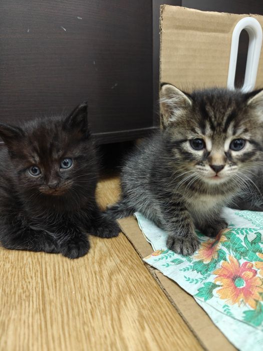 Котята бесплатно