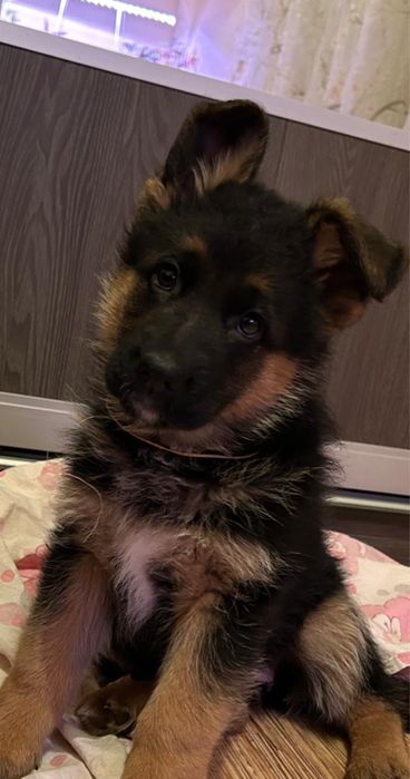 Продам щенков овчарки