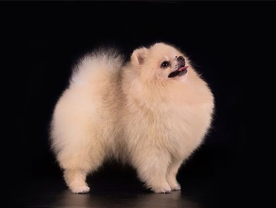 Вязка померанский шпиц миник