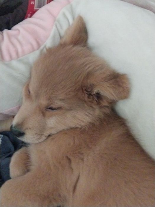 Отдаём 2-х месячного щенка девочку