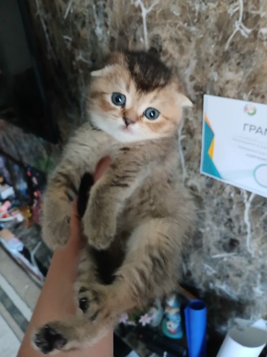 Скоттиш страйт и фолд девачка и мальчик