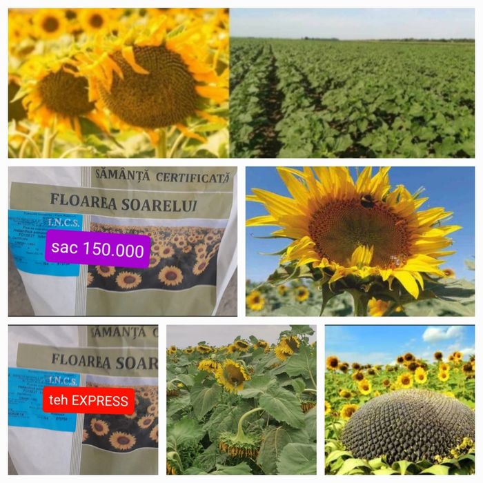 Sămânță Floarea Soarelui pe erbicidare EXPRESS sac 90/150.000 boabe