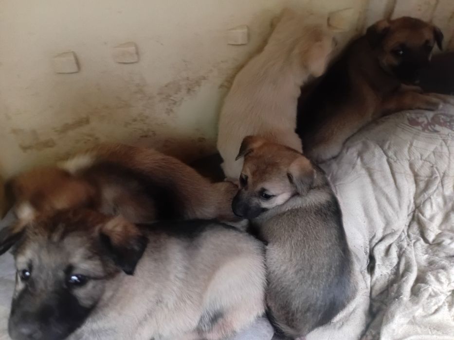 Щенки даром отдам срочно