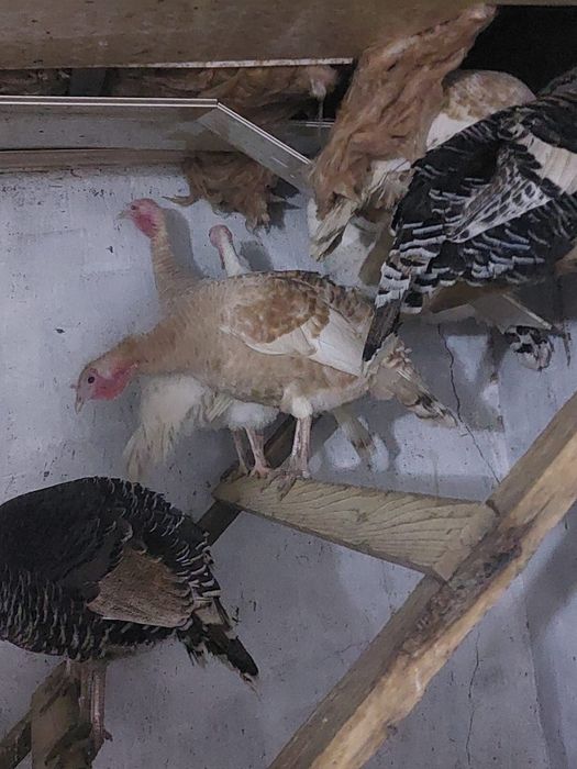 Индюшки на племя