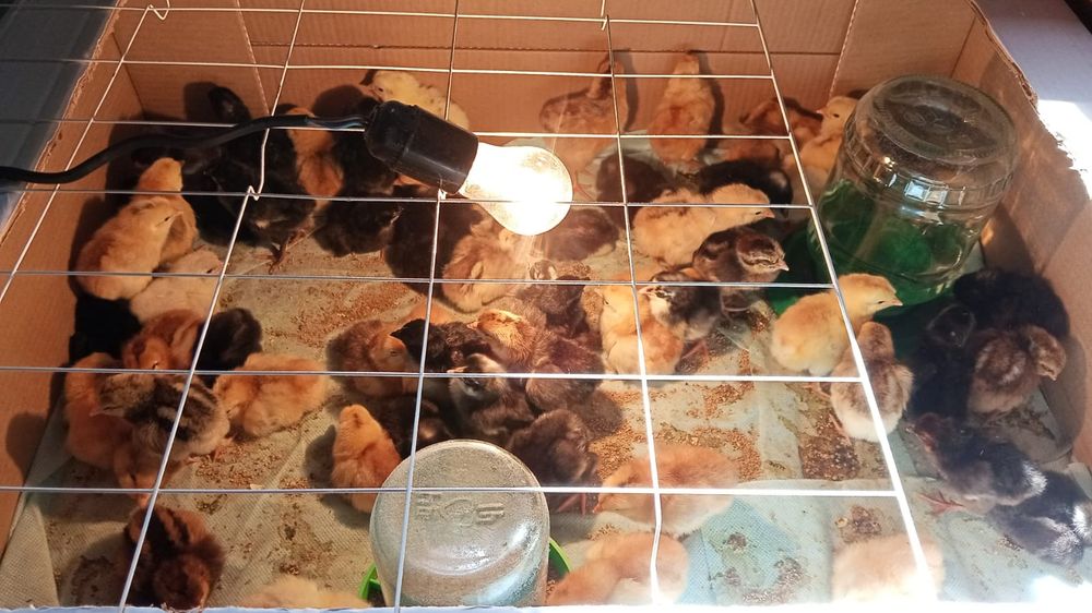 Продам суточных цыплят от домашних кур по 600 тенге