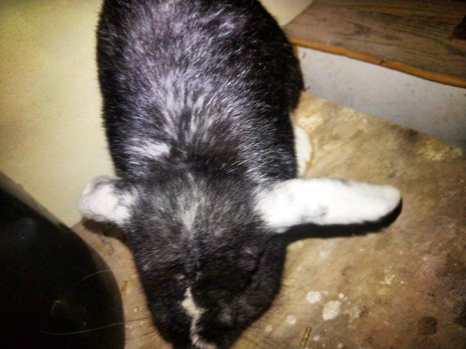 Vesavoʻylar baranlar sotiladi