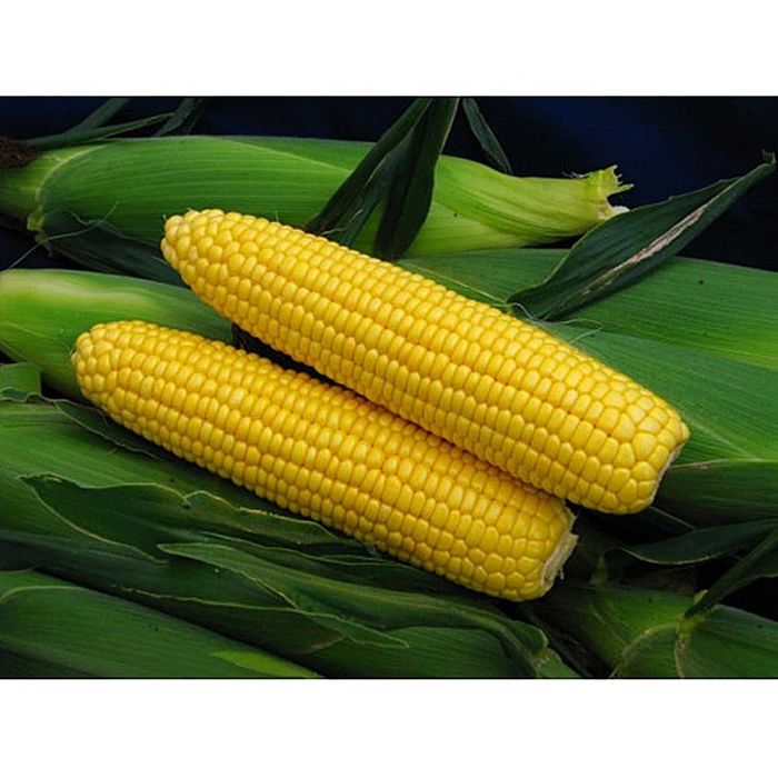 Vand porumb zaharat din hibridul Spirit F1