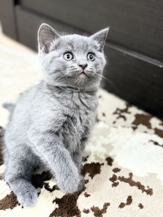 Отдам котенка. Девочка