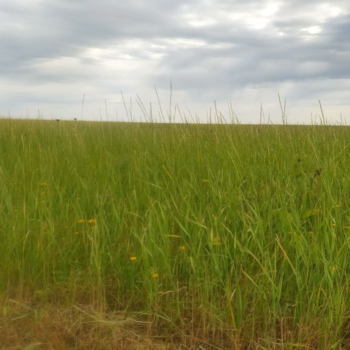 Продается сена в тюках