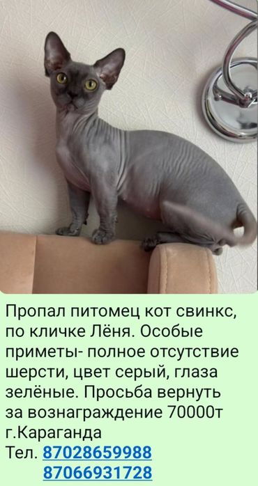 Ищу любимца семьи.
