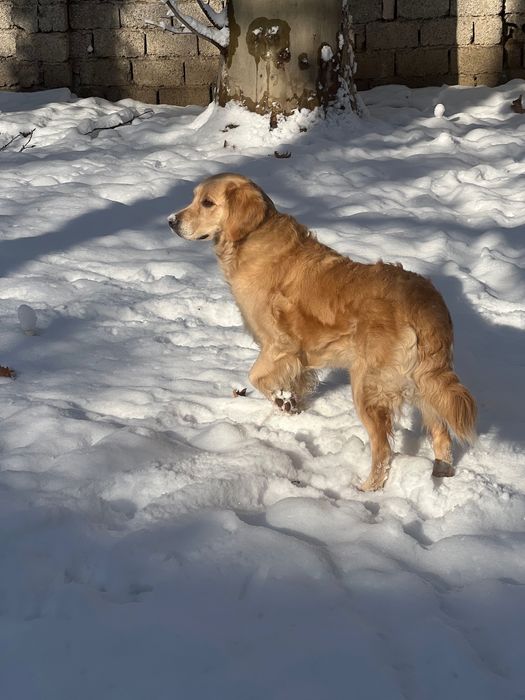 Золотистый Ретривер ищем новый дом