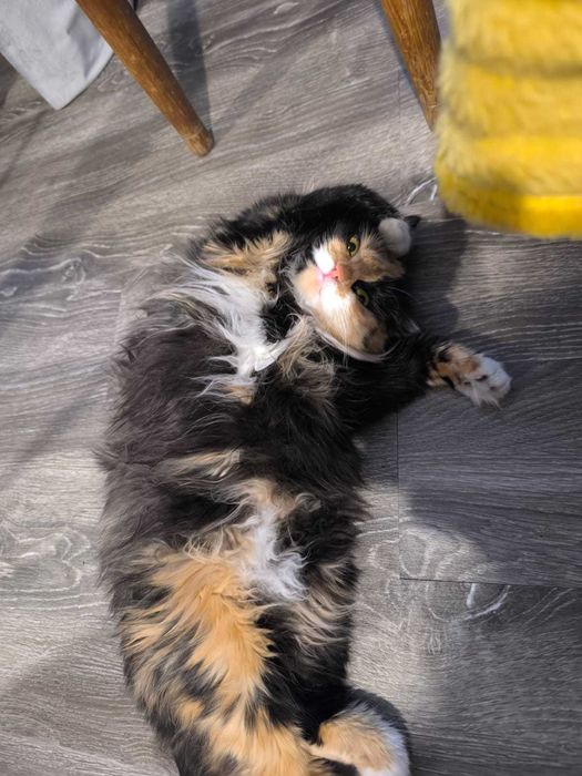 Отдам в добрые руки