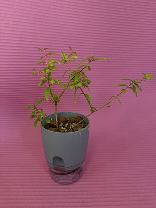 Гранат комнатный