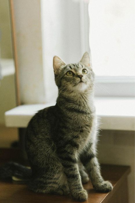 Котенок мальчик ищет дом