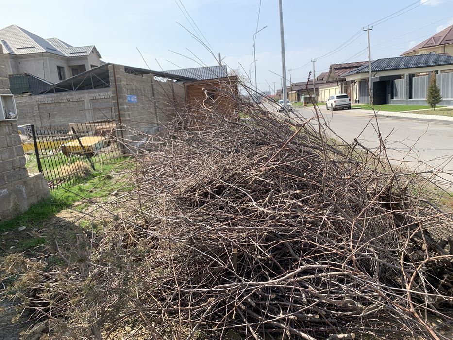 Дрова отын самовывоз бесплатно