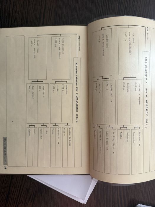 Cal de sport unguresc