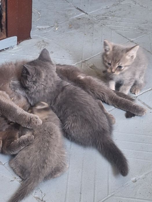Разбирайте котяток мышек ловят