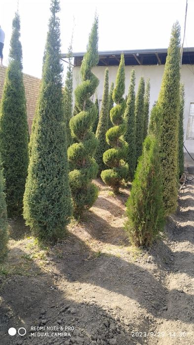 Арча кучатлари 2.5м