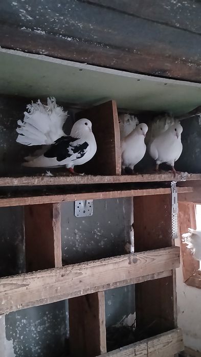 Porumbei curcani Voltati  de vanzare  sau la schimb pe diverse