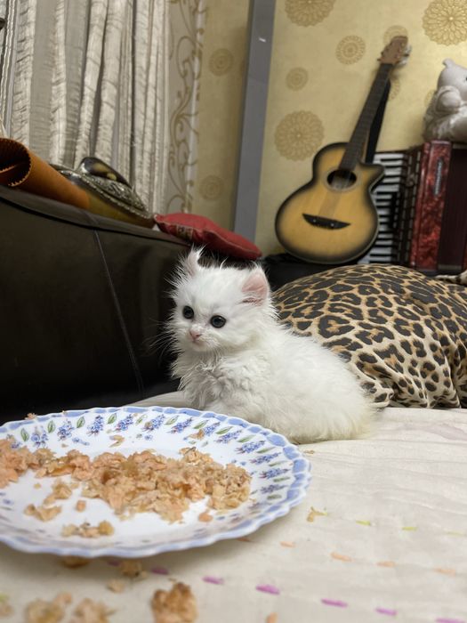 Мальчик Американский Керл