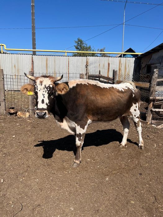Срочно продам корову