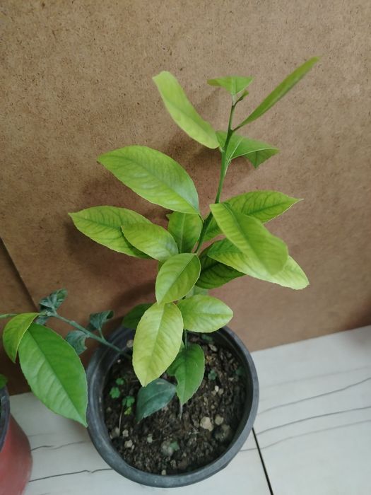 Лимон деревце плодоносящее