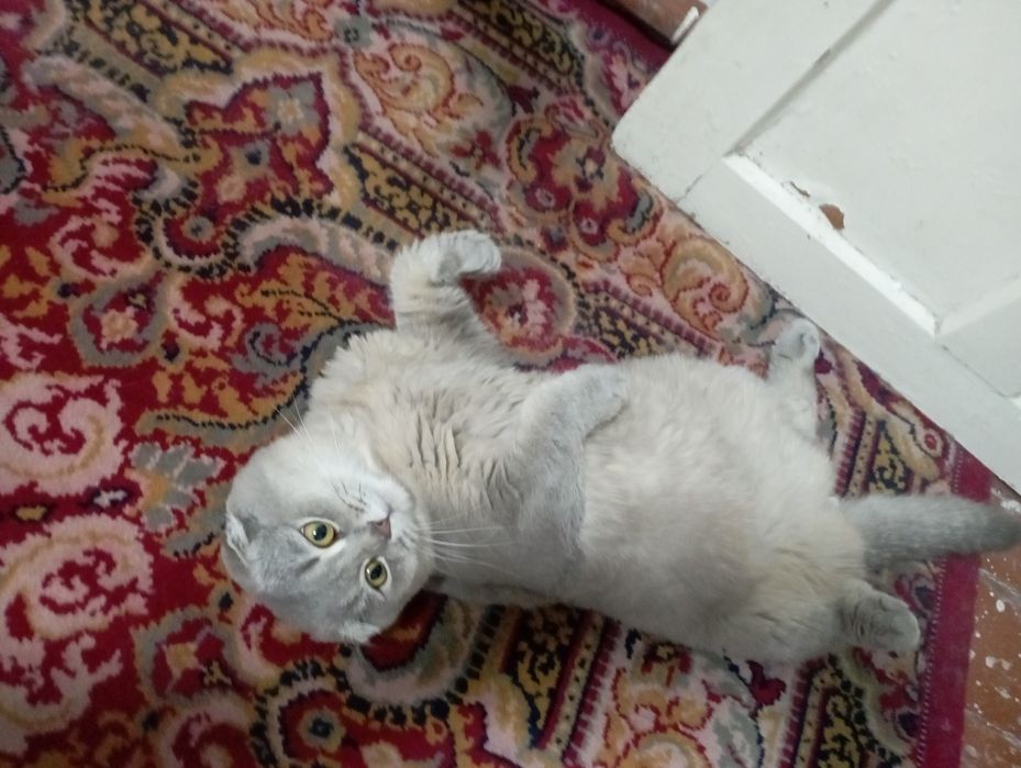 Шу мушукка келин керак., соглом паспорт прививкалари бор