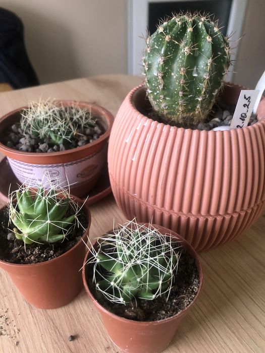 Продавам кактуси цъфтящи