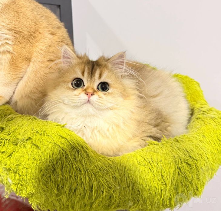 На продаже золотый шиншиллы