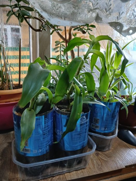 Продам Золотой ус.