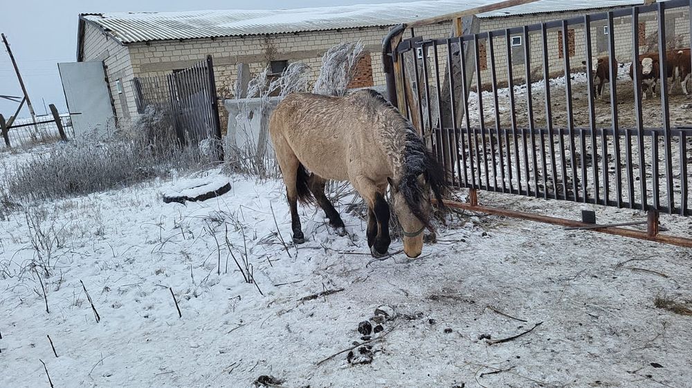 Айгыр сатылады/ Продаётся Жеребец