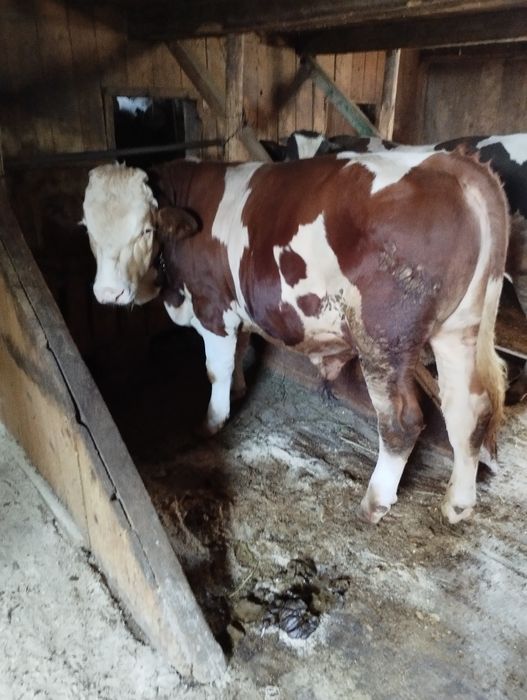 Tauri pentru montă sau sacrificat